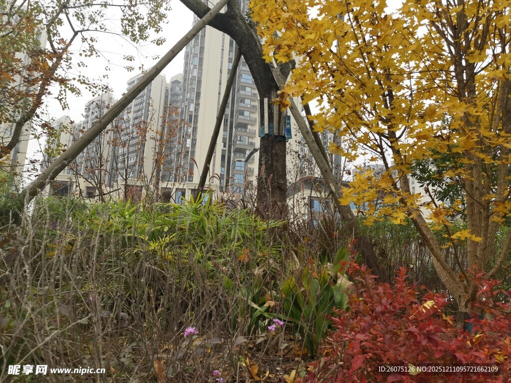 秋日中的古老风车建筑