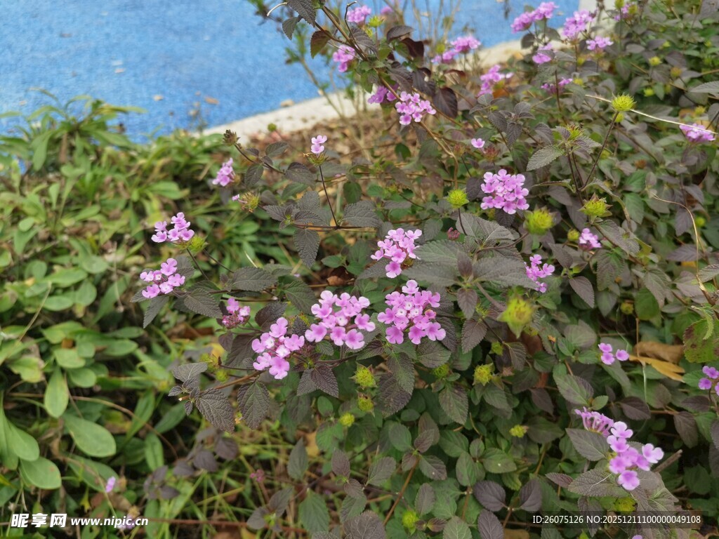 紫色花卉绽放于绿植间