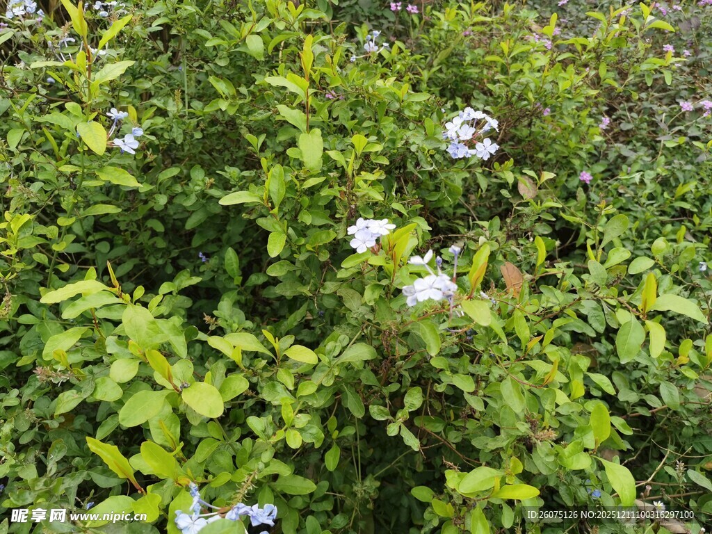 绿叶丛中的白色小花
