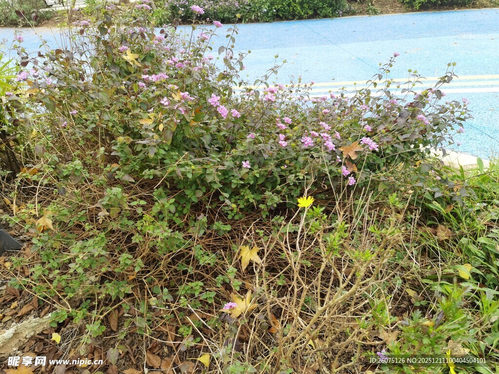 水边繁茂植物景观