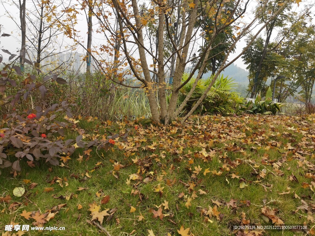 秋日落叶覆盖的树木景象