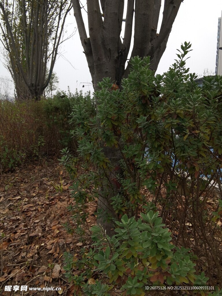 秋日树林落叶与绿植景观