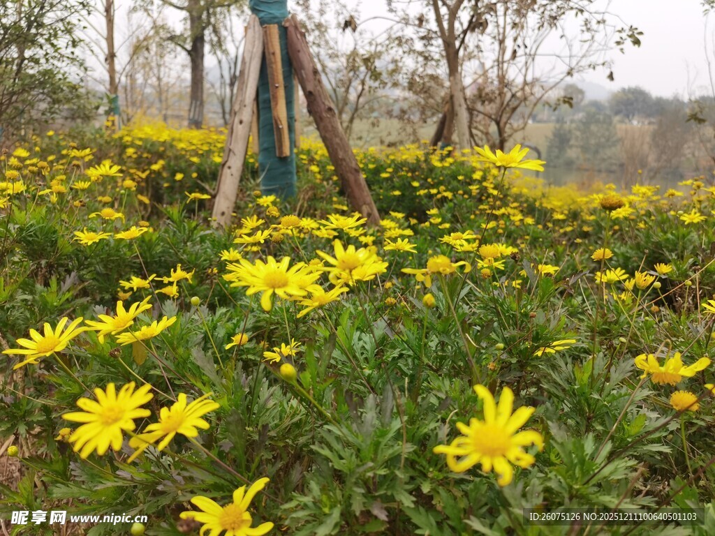 春日黄花烂漫的美丽景致
