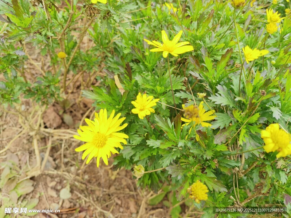田野中的黄色小花绽放