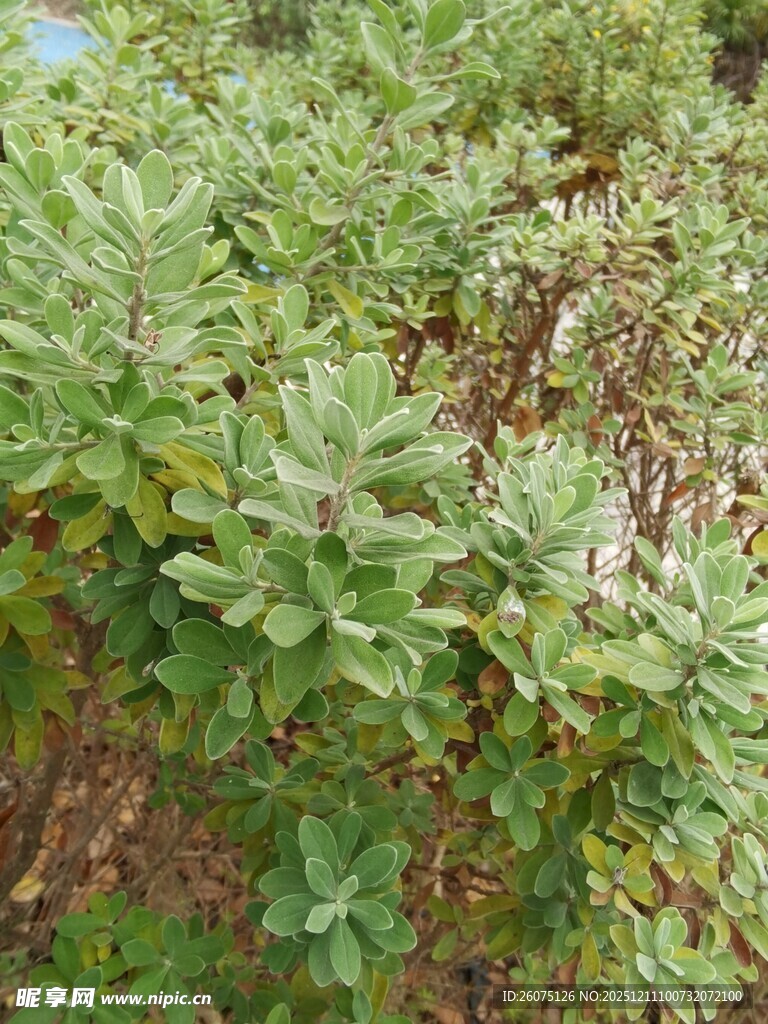 绿叶繁茂的植物景观