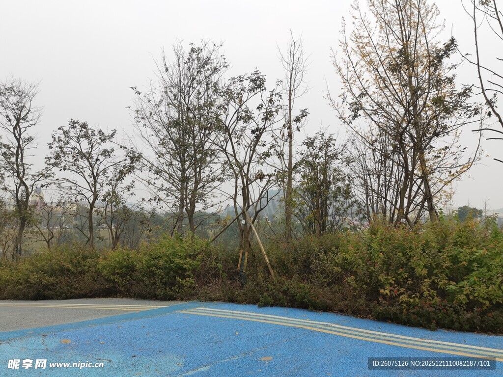 户外蓝色场地与树木景观