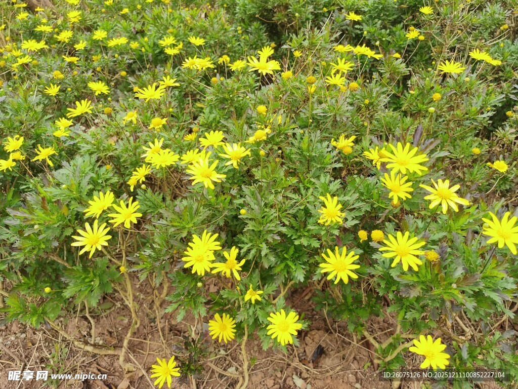 金黄小花绽放于绿植间