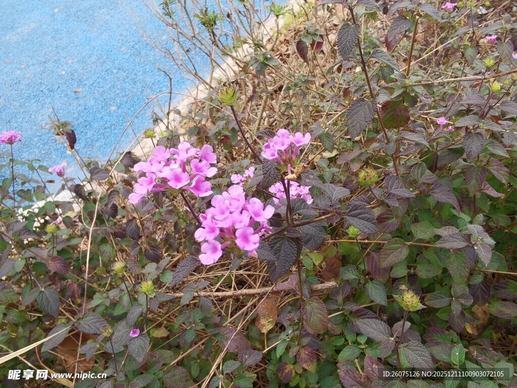 崖边绽放的粉色小花