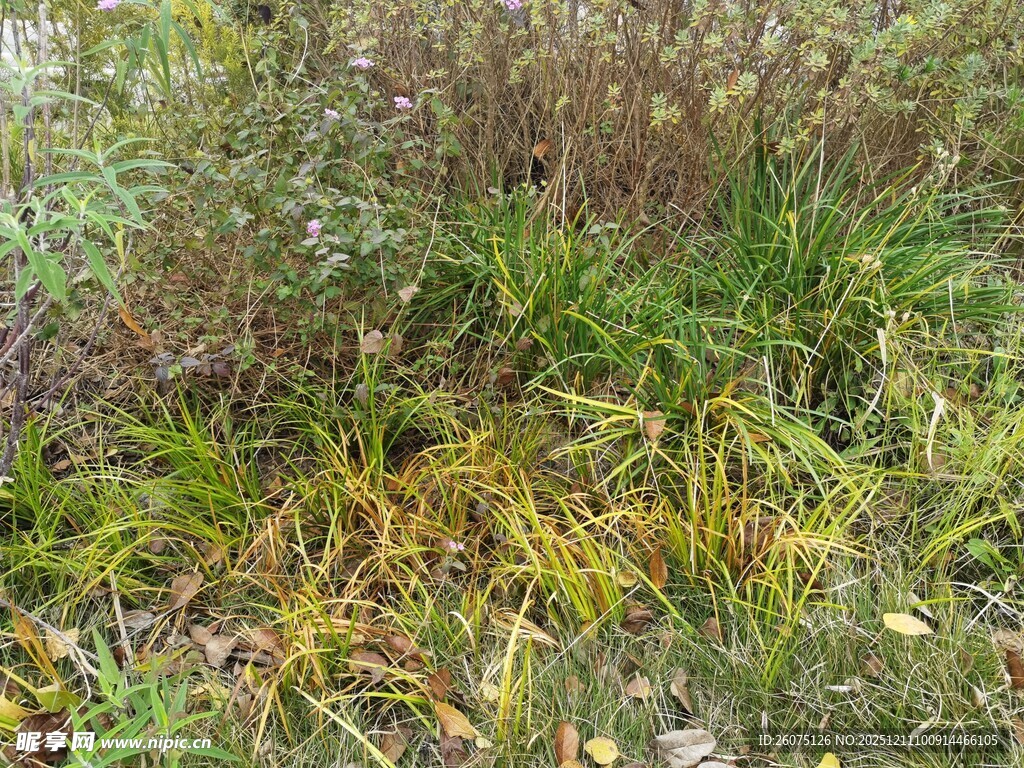 秋日野外繁茂的杂草景观