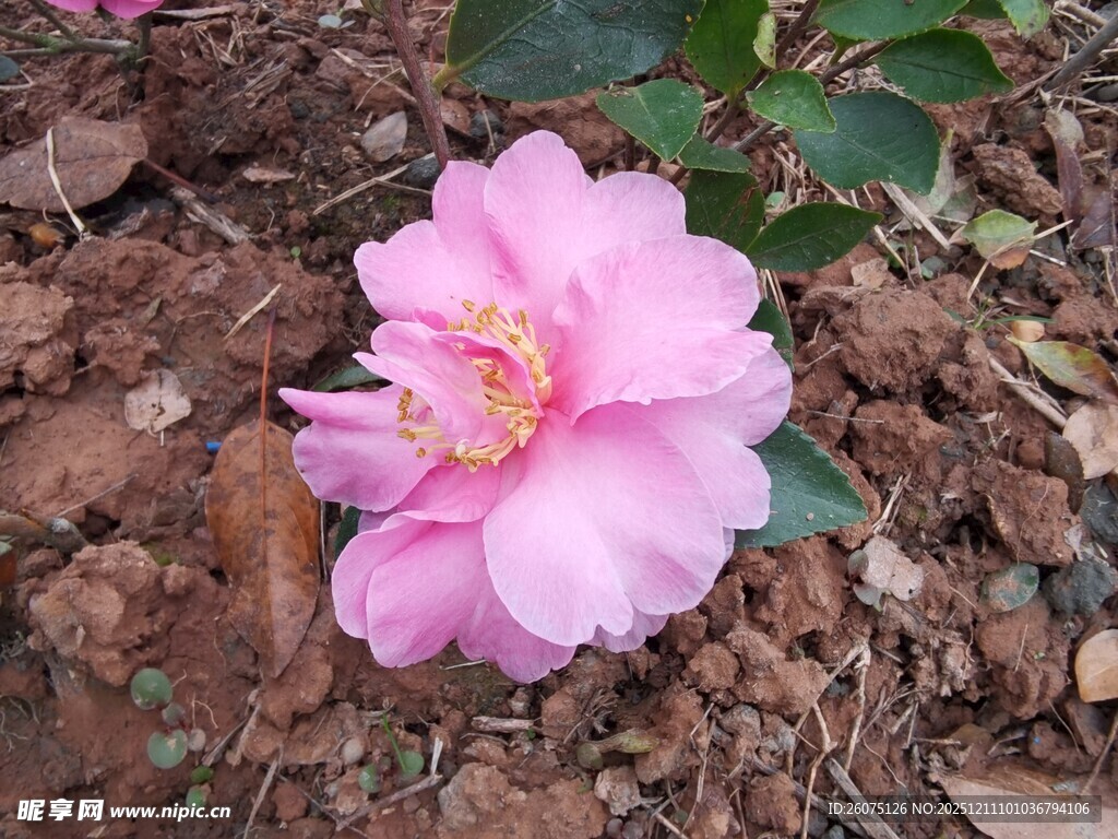 娇艳粉色山茶花绽放