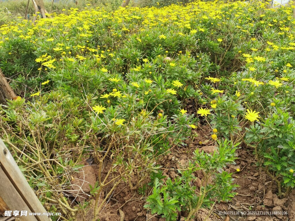 金黄小花绽放于绿植间