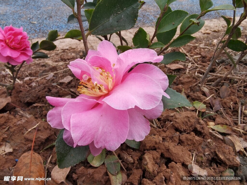 娇艳绽放的粉色山茶花