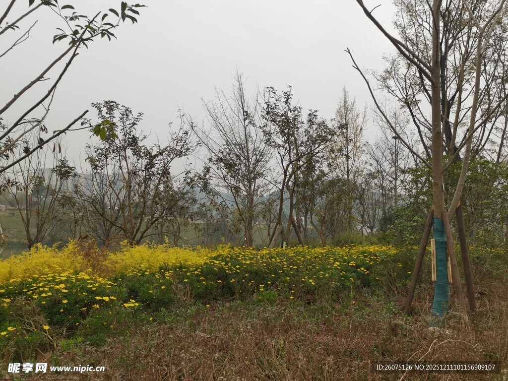 春日郊野树木与繁花景致