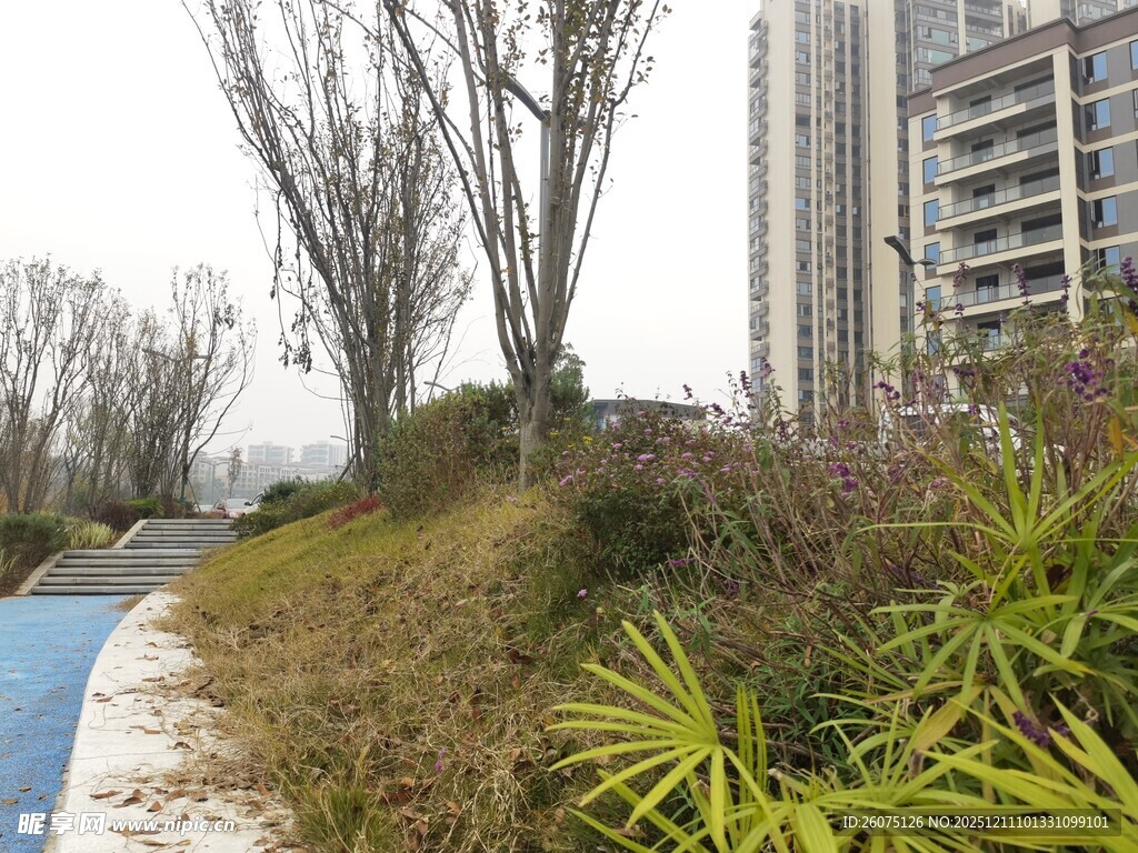 城市路边绿植景观