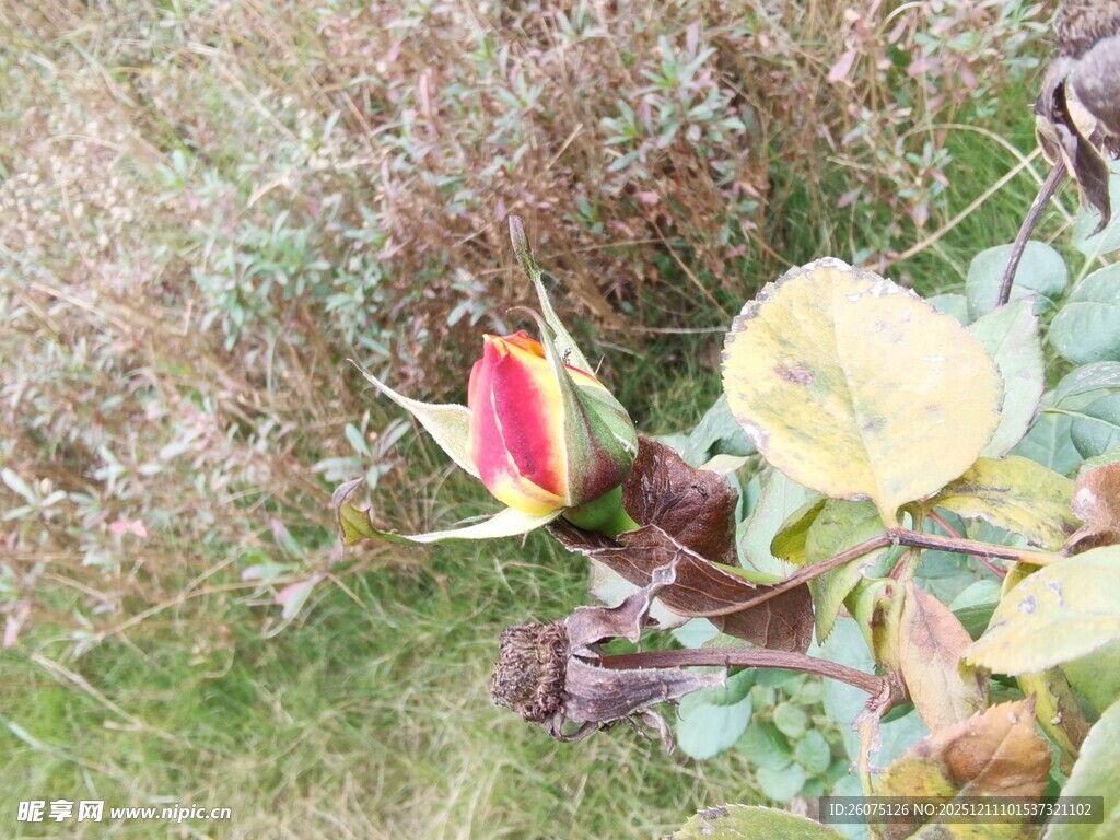 含苞待放的娇艳花朵