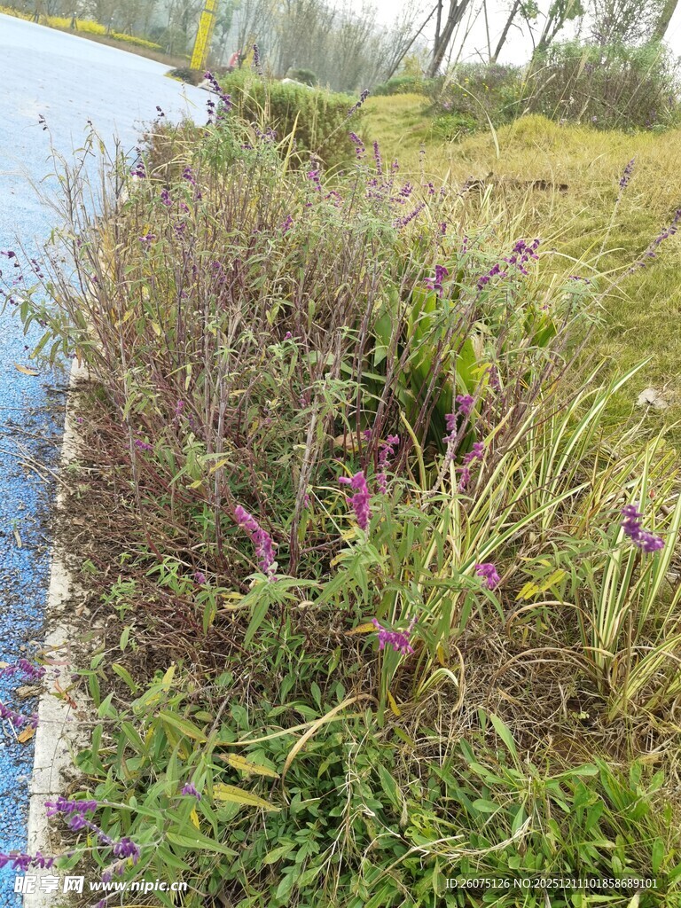 路边繁茂花草景观