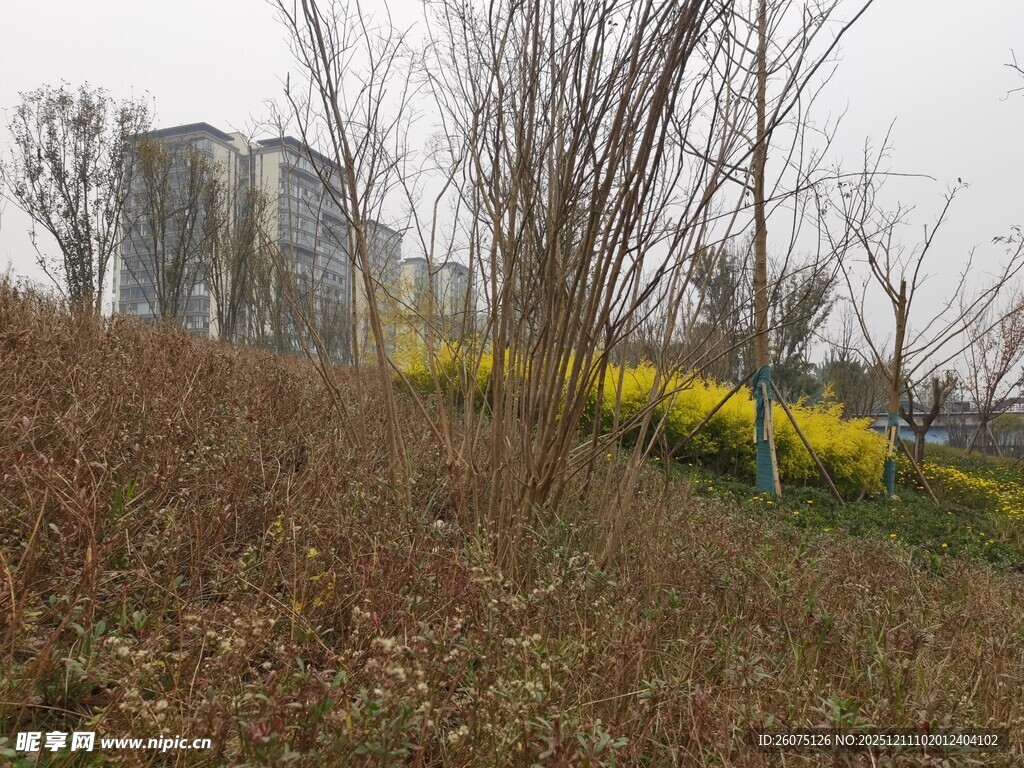 郊外枯树旁的黄色花丛