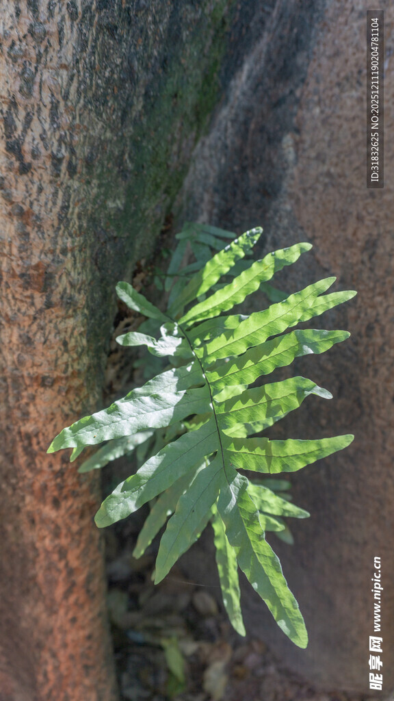 树干旁的翠绿蕨类植物