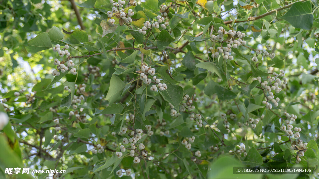 繁茂枝头绽放白色小花
