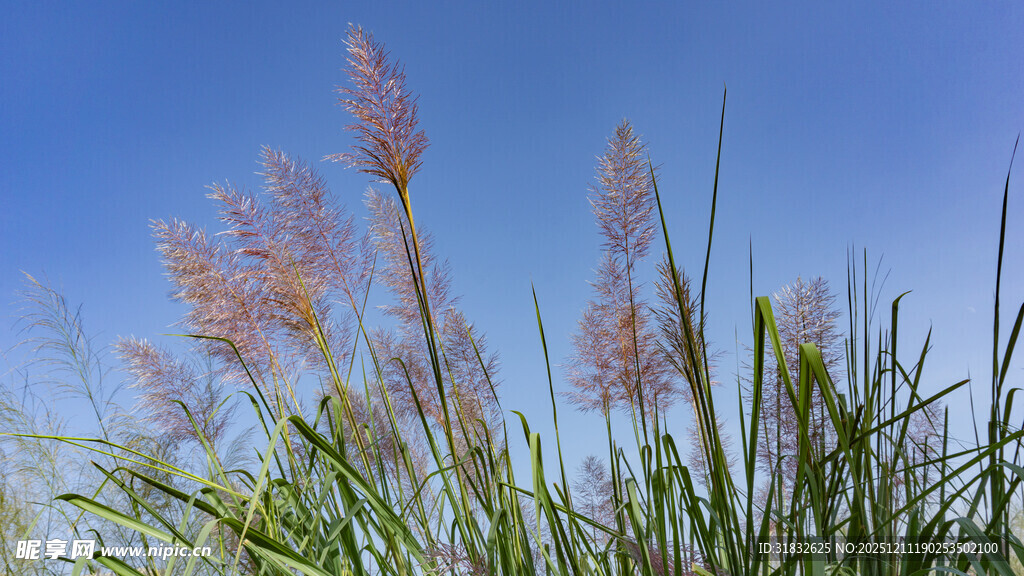 蓝天映衬下的粉黛乱子草