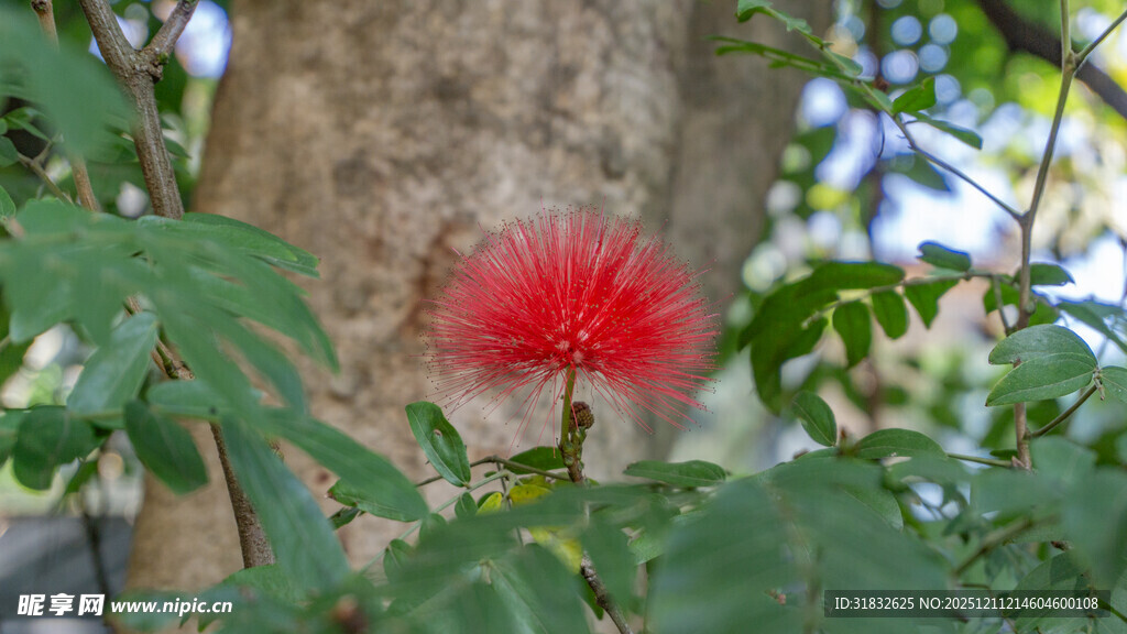 树干旁的艳丽红色花朵 朱缨花