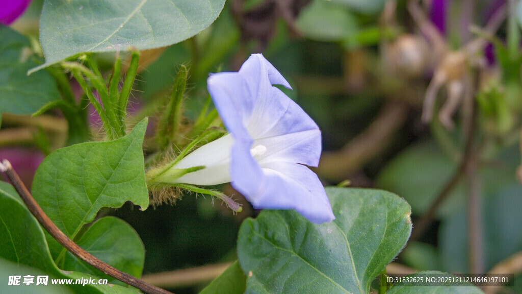 蓝紫色牵牛花绽放 喇叭花