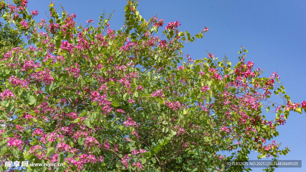 红花羊蹄甲 洋紫荆