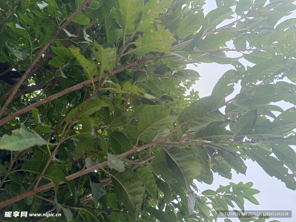 繁茂枝叶间的自然景致