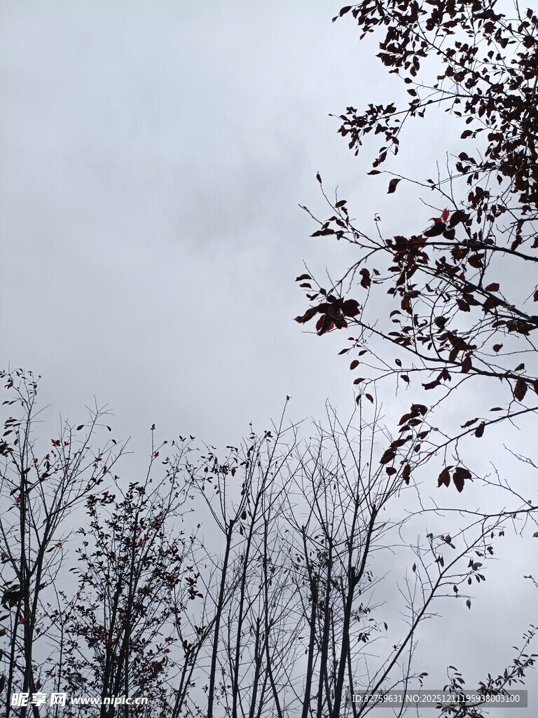 冬日枯树与枝叶景象