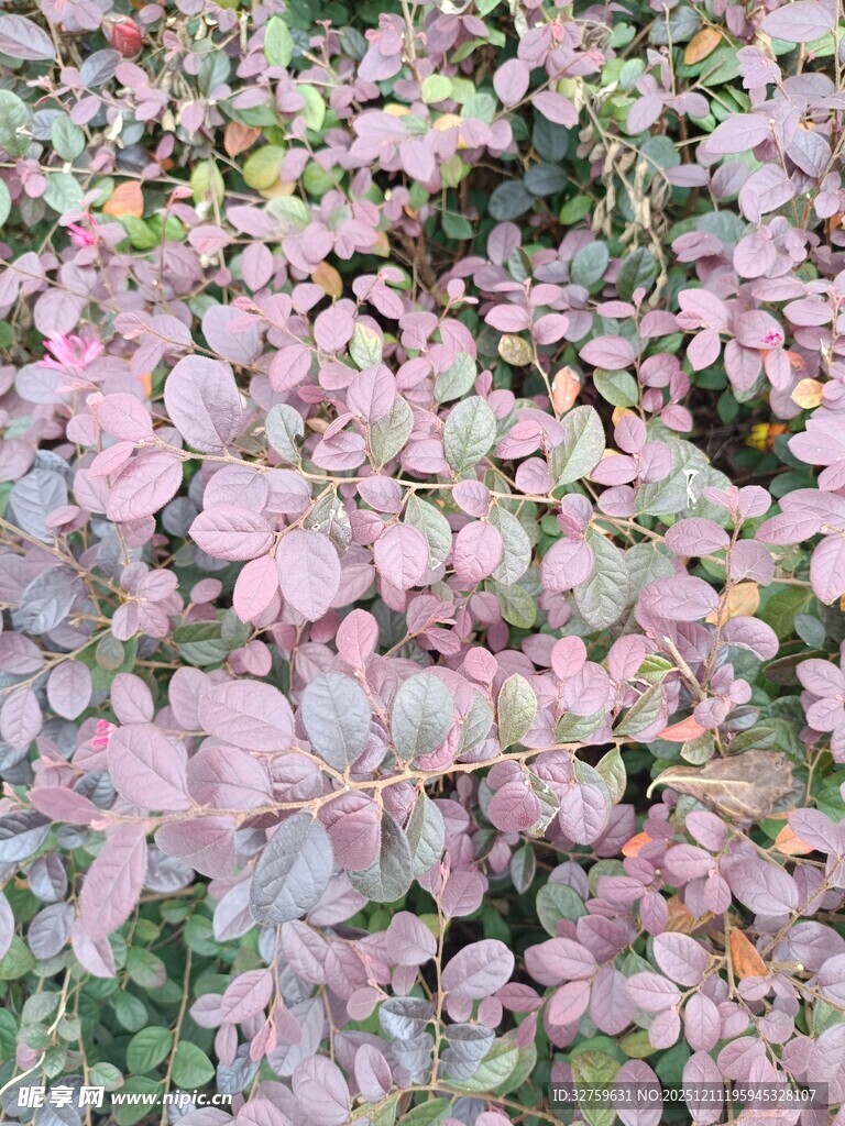 粉色叶片植物特写