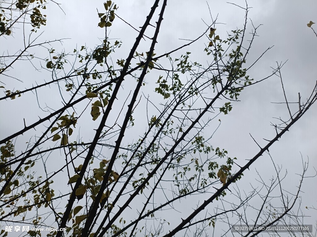 枝头新绿映灰白天空