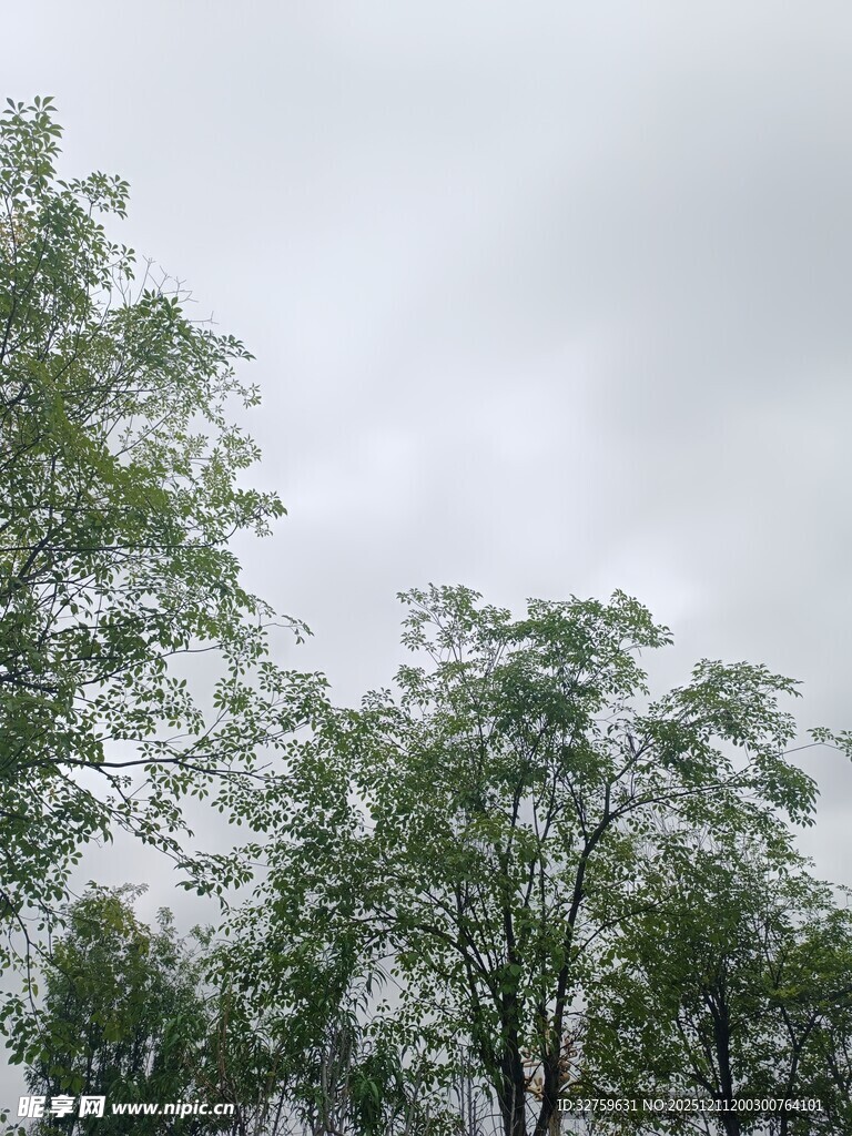 阴天中的葱郁树木