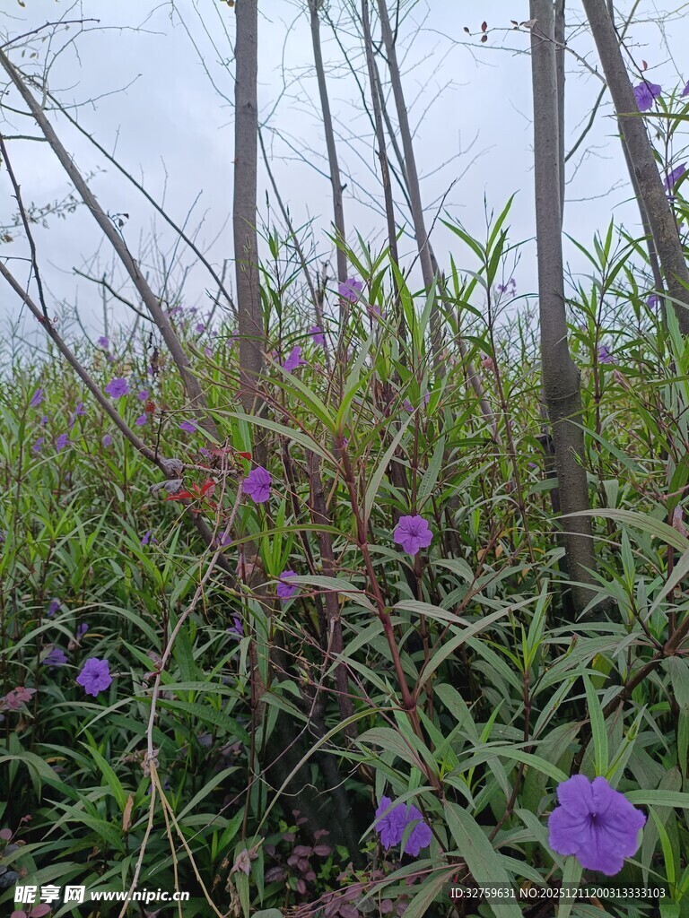 野外紫色小花与繁茂草木
