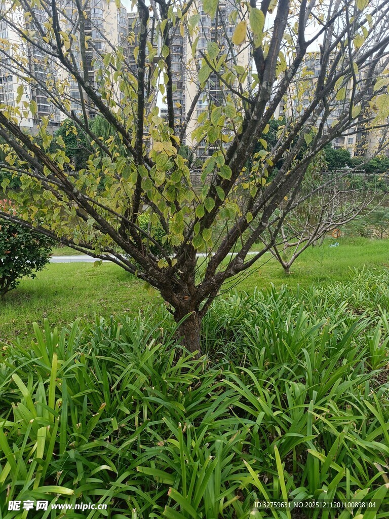 庭院中绽放新叶的树木