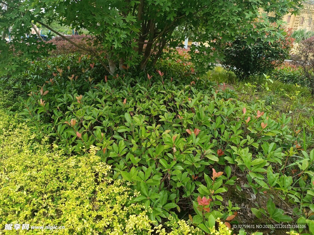 绿意盎然的植物景观