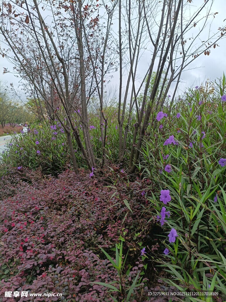 户外多彩植物景观