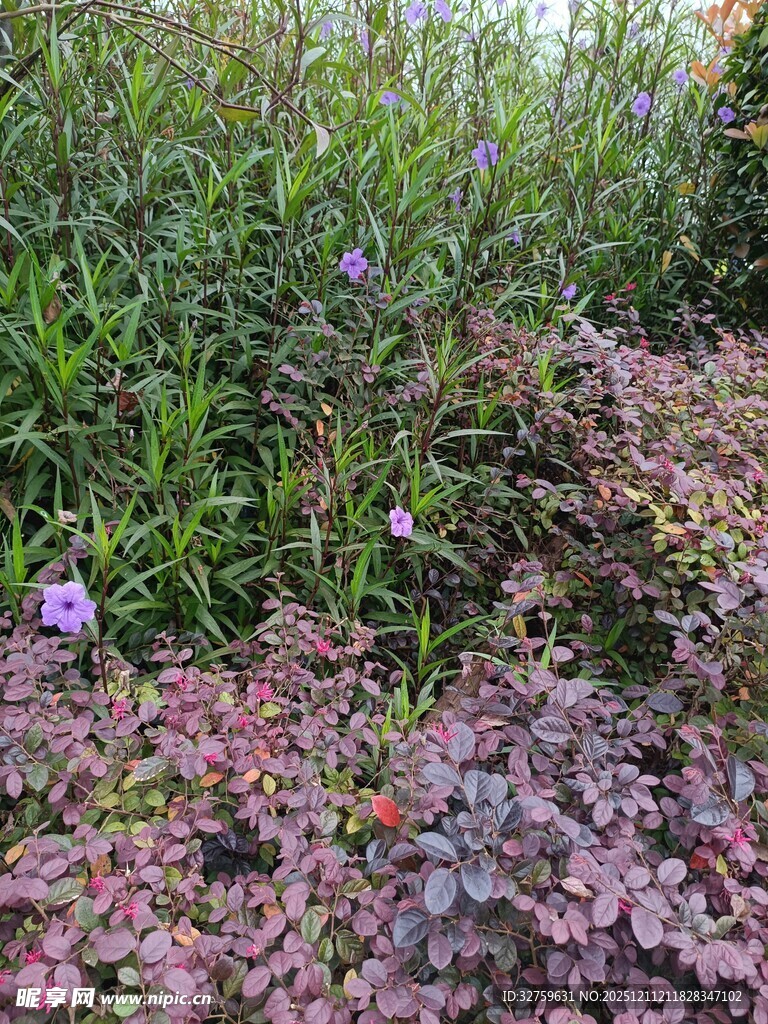 多彩花卉植物景观