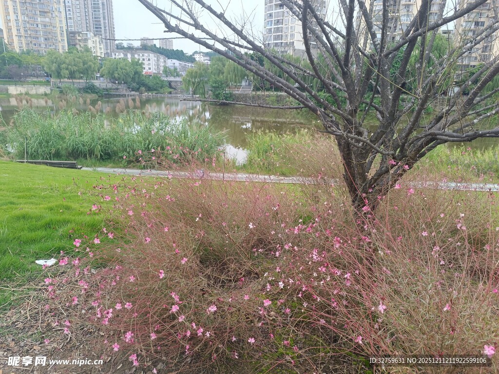 城市公园中的树木与花草