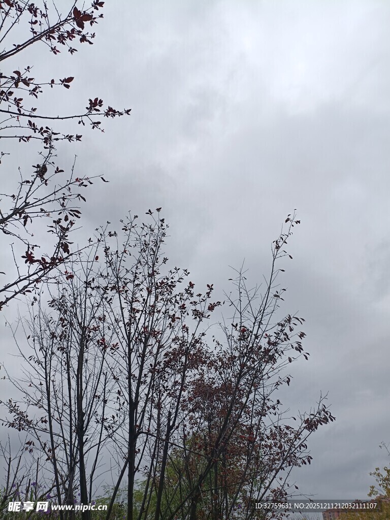 阴天中的树木景致