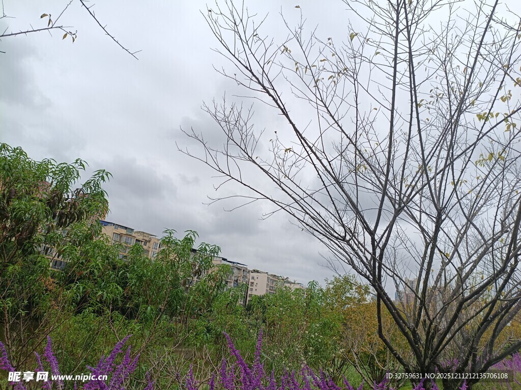 紫色花丛旁的光秃树木