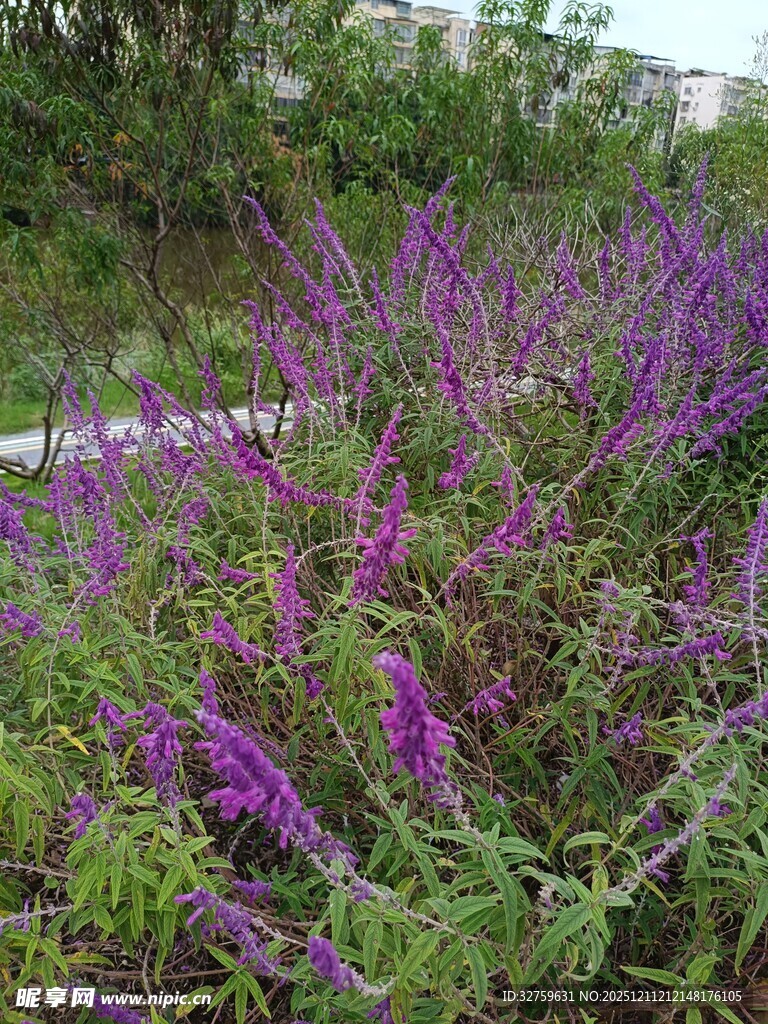 紫色花丛绽放自然美景