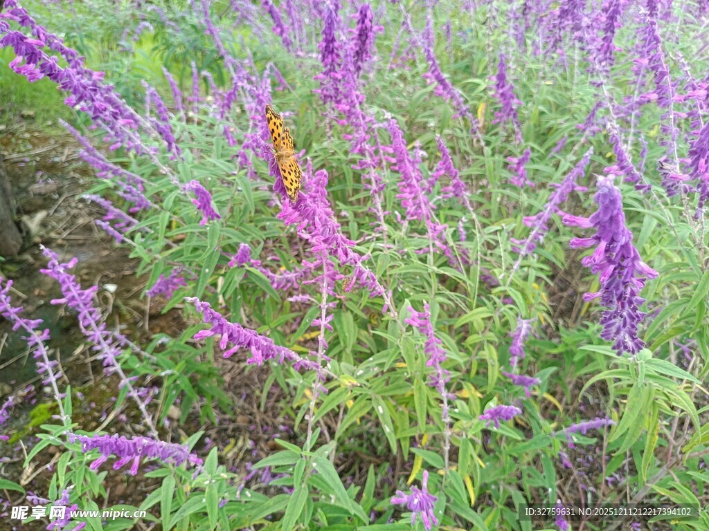 紫色花卉植物特写