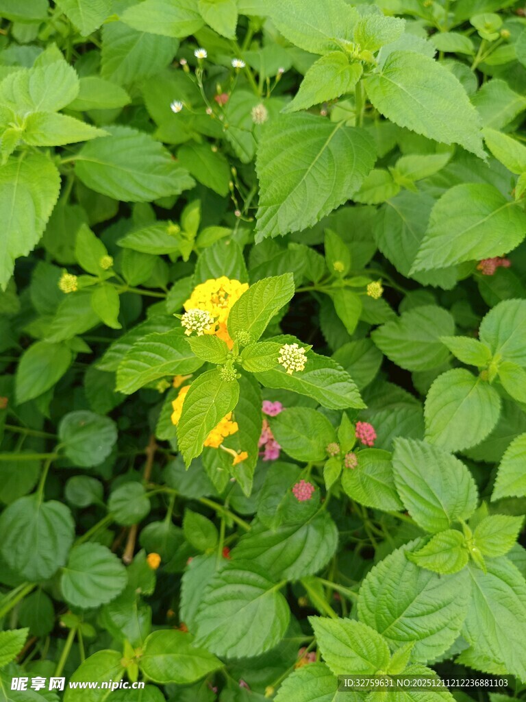 绿叶丛中绽放的黄色小花