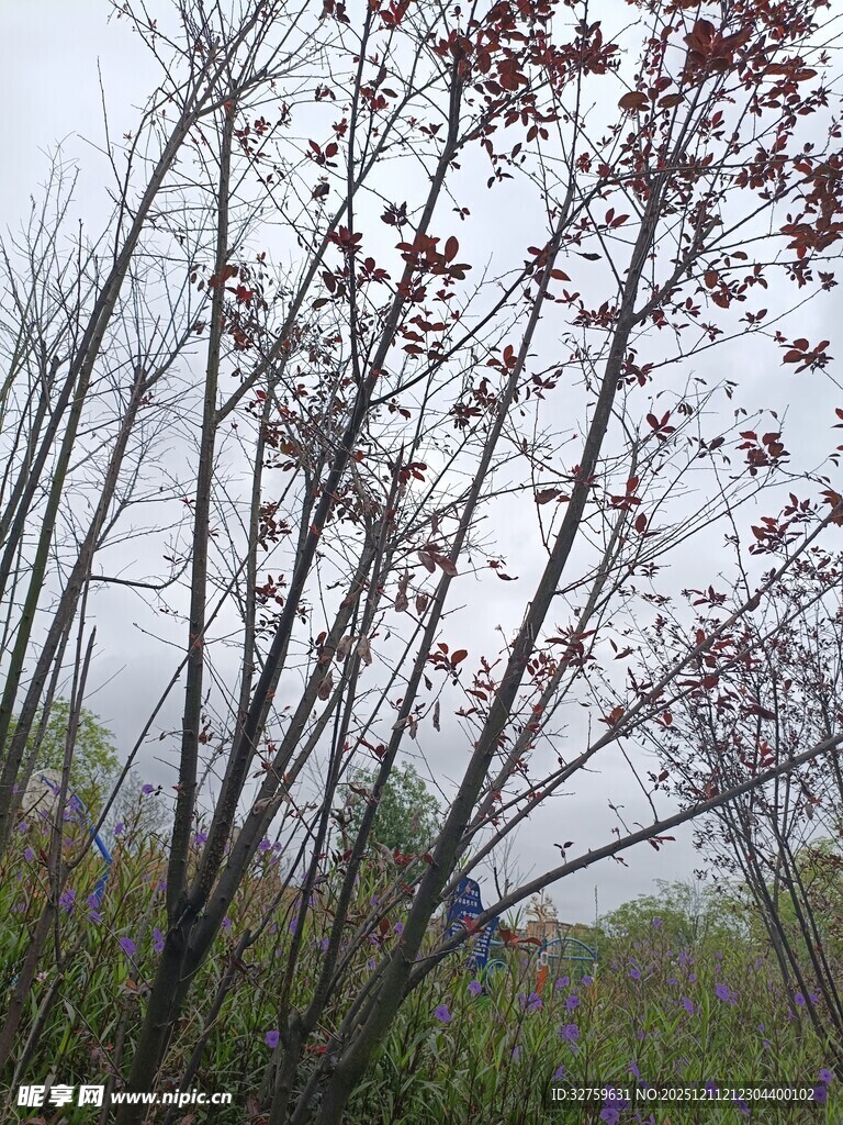 萧瑟枯树与稀疏红叶