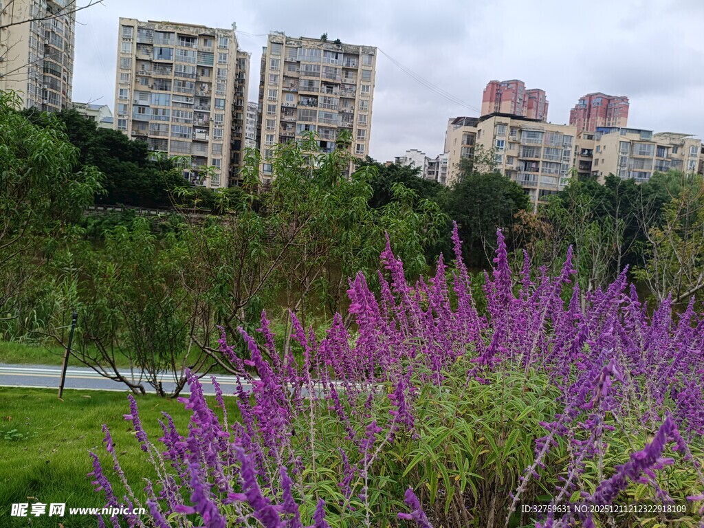 城市中绽放的紫色花卉景观