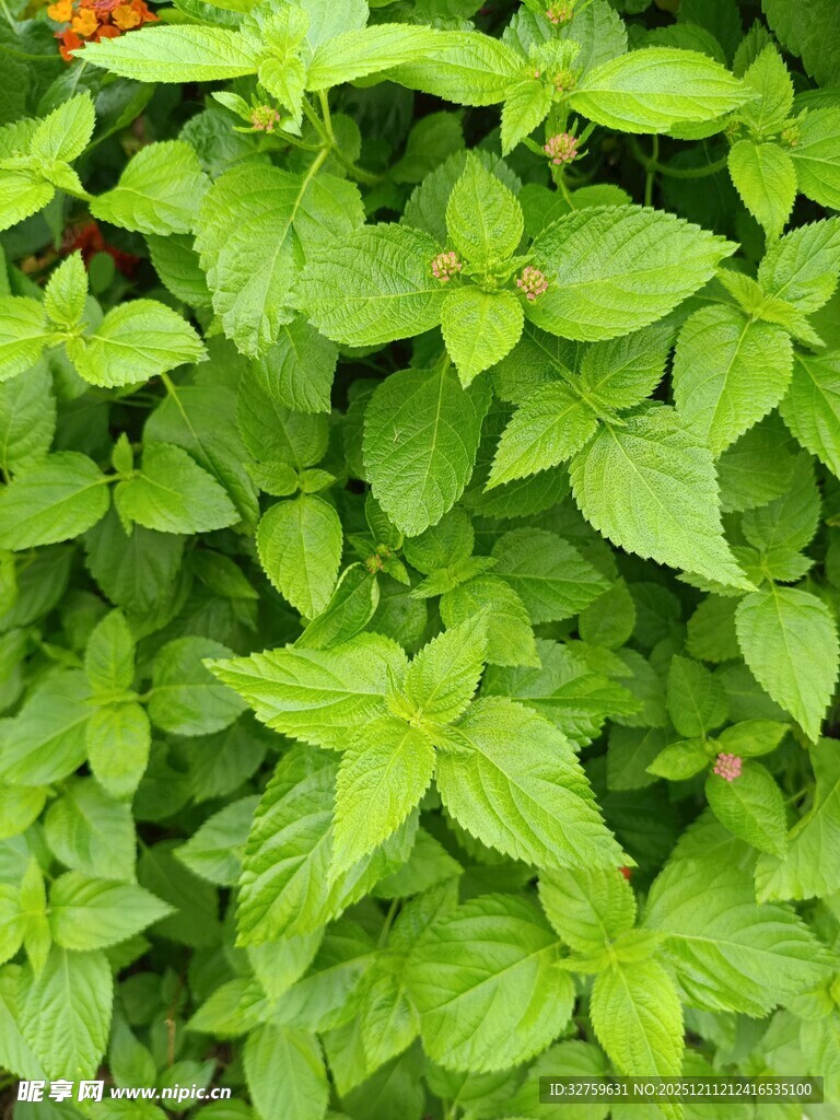 翠绿繁茂的绿色植物叶片