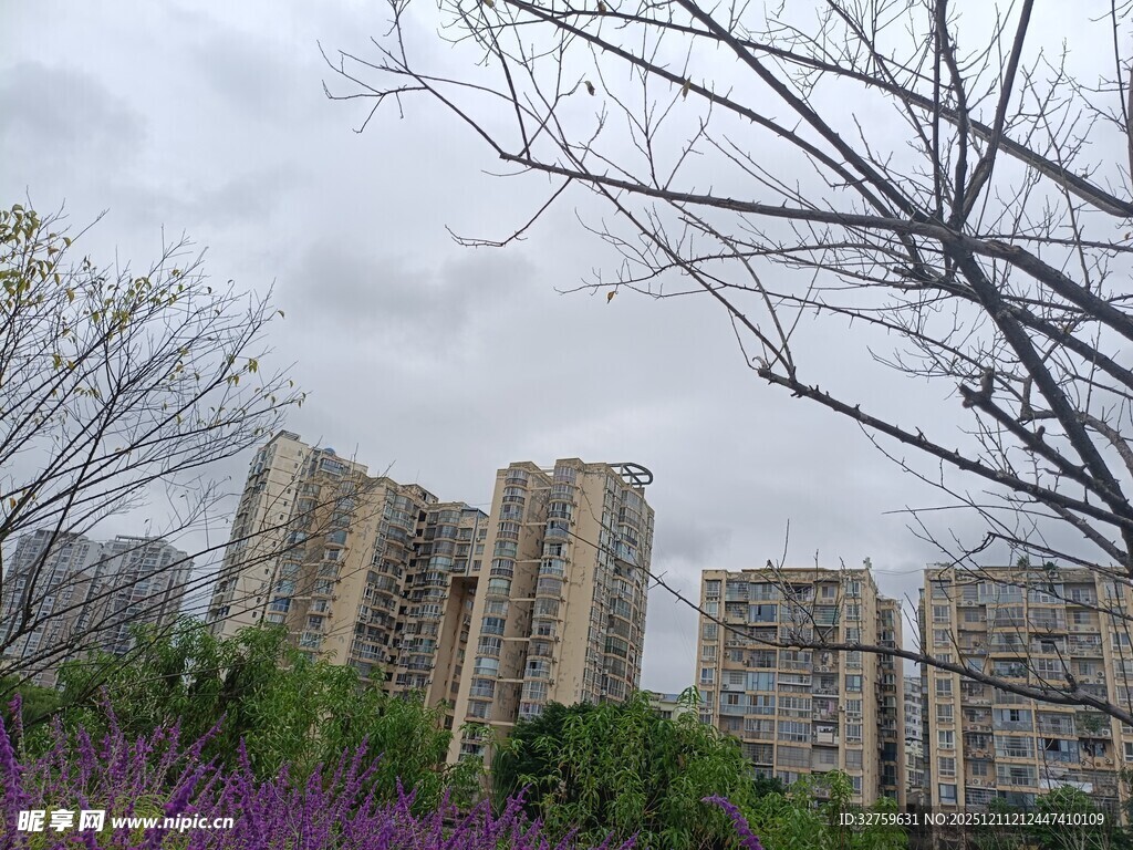 高楼旁的枯树与绚烂花卉