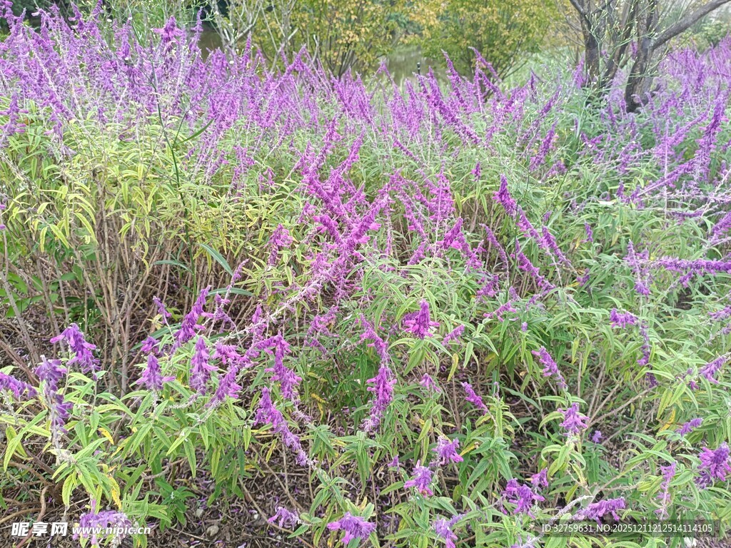 紫色野花繁茂的自然景象