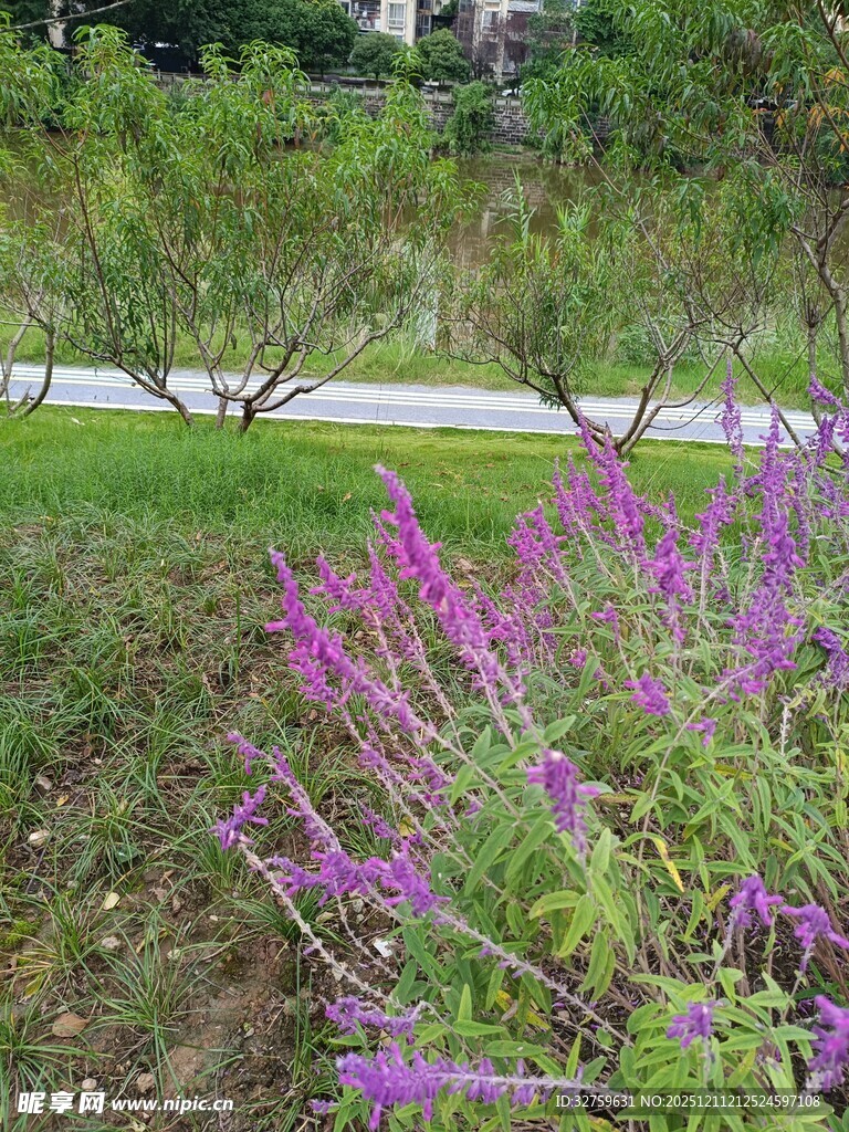 路边绽放的紫色美丽花卉