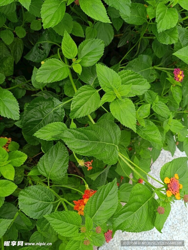 绿叶丛中点点红花